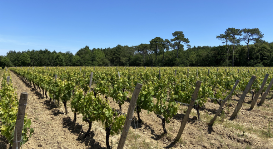 vigne, cabernet sauvignon, biodynamie